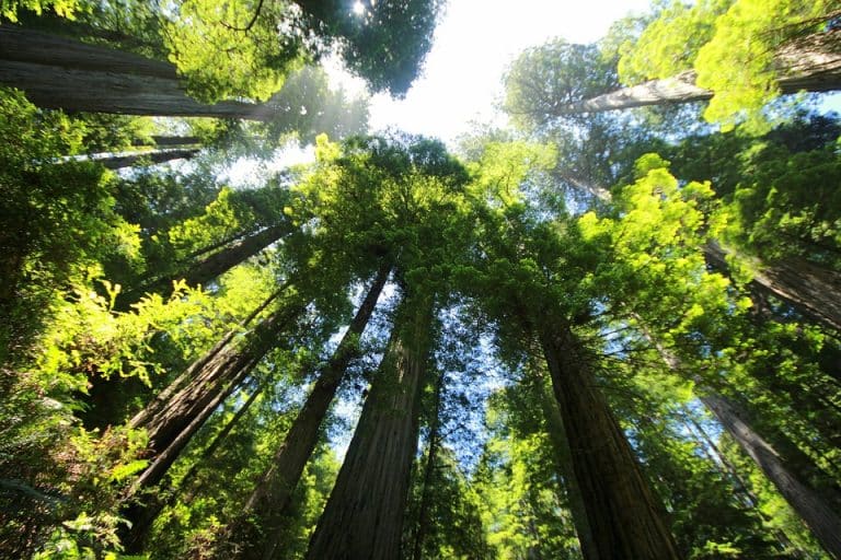 Scholars blast EU climate directive