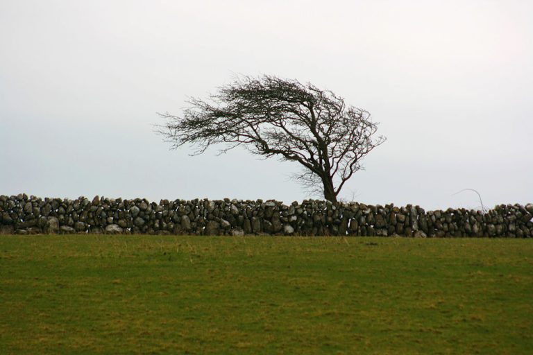 Norwegian renewables firm invests in Irish wind