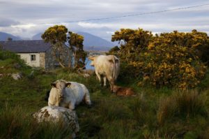 Ireland eyes ‘green’ gas to cut emissions