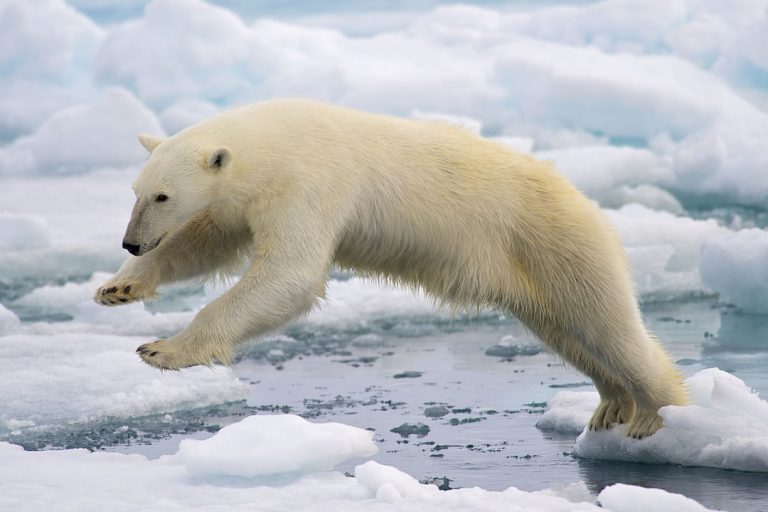 Russia risks Arctic for Indian coal exports