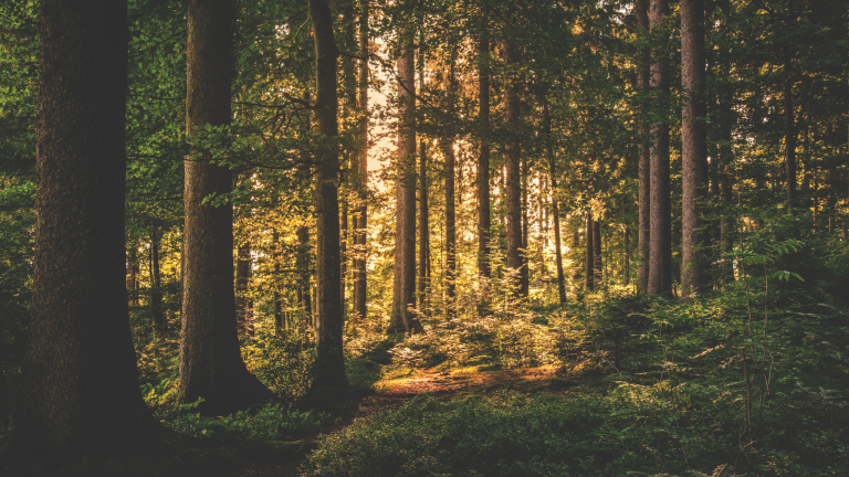The Role of Eucalyptus Trees in Intensifying Fire Risks