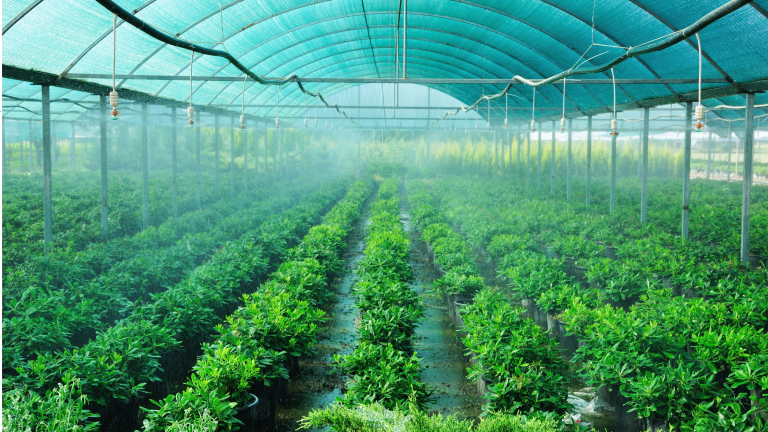 Greenhouse Innovation Fights Rising Heat