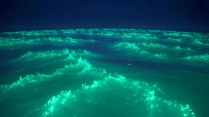 Illustration of bioluminescent phytoplankton glowing off the southern coast of Australia.
