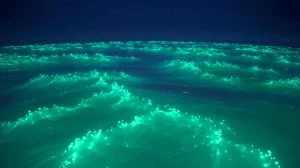 Illustration of bioluminescent phytoplankton glowing off the southern coast of Australia.