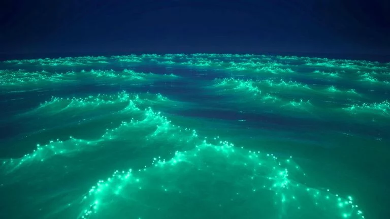 “Ocean Glows With Mesmerizing Light”: NASA Satellites Reveal Turquoise Bloom Off Australia As Microscopic Life Fuels Giants Of The Sea Illustration of bioluminescent phytoplankton glowing off the southern coast of Australia.