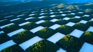 Illustration of a checkerboard pattern in the forests of northern Idaho as seen from space.