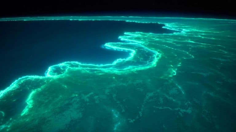“NASA Found Australia Glowing From Space”: Scientists Terrified By Massive Ocean Creature That Lights Up 500 Miles Of Coast Illustration of a massive bioluminescent phytoplankton bloom off Australia's coast, visible from space.