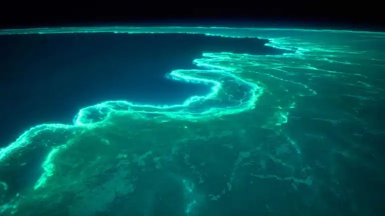 Illustration of a massive bioluminescent phytoplankton bloom off Australia's coast, visible from space.