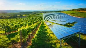 Illustration of solar panels integrated into a vineyard in Puglia, Italy, enhancing wine production through agrivoltaics.