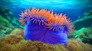 Illustration of the starlet sea anemone showcasing its extraordinary regenerative abilities.