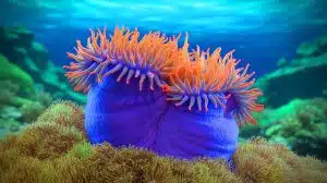 Illustration of the starlet sea anemone showcasing its extraordinary regenerative abilities.
