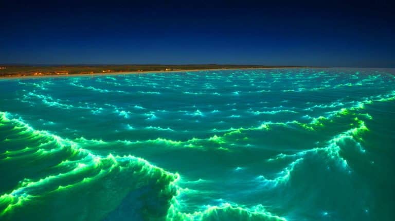 “This Isn’t the Aurora”: NASA Satellites Capture a Massive Turquoise Glow off Australia from Billions of Living Ocean Lights Illustration of NASA Satellites Capturing Bioluminescent Phytoplankton Bloom Off Australia's Coast.