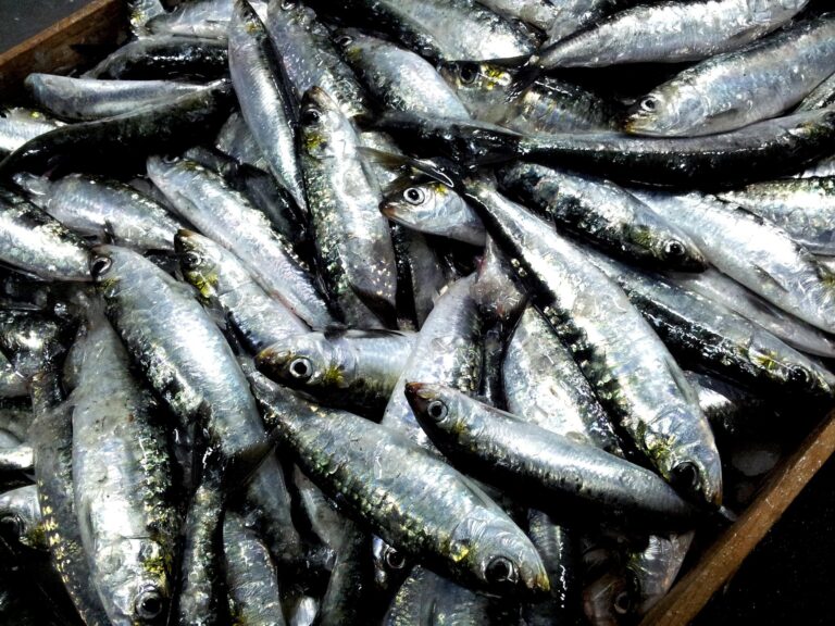 South Africa: Thousands of Dead Sardines Disrupt Koeberg Nuclear Power Plant