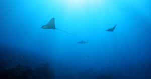 ocean conservation marine life