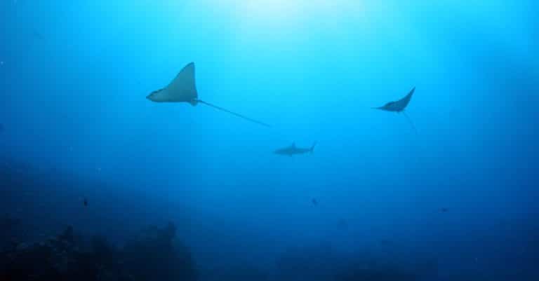 ocean conservation marine life