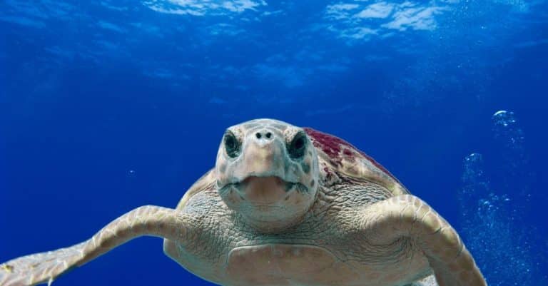 Crowdfunding bid for Orkney tidal power ocean conservation marine life