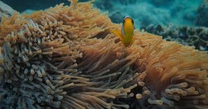 ocean conservation marine life