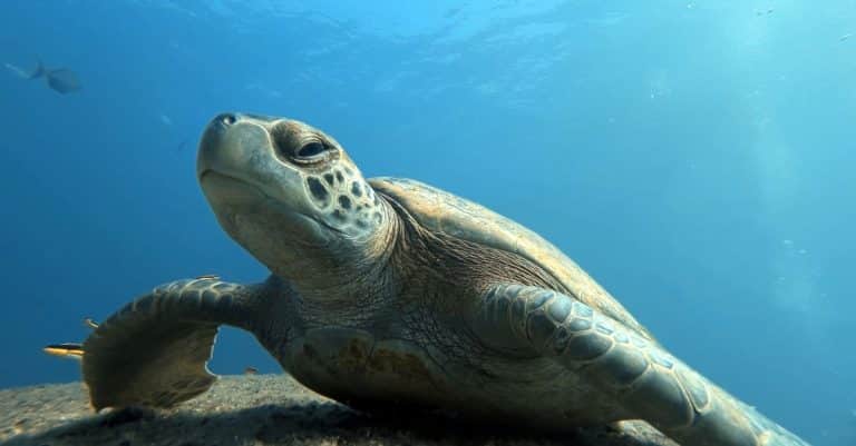 Norway looks to copy Hywind ocean conservation marine life