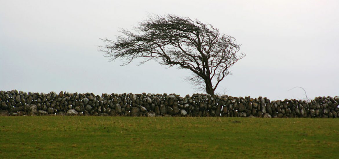 Norwegian renewables firm invests in Irish wind