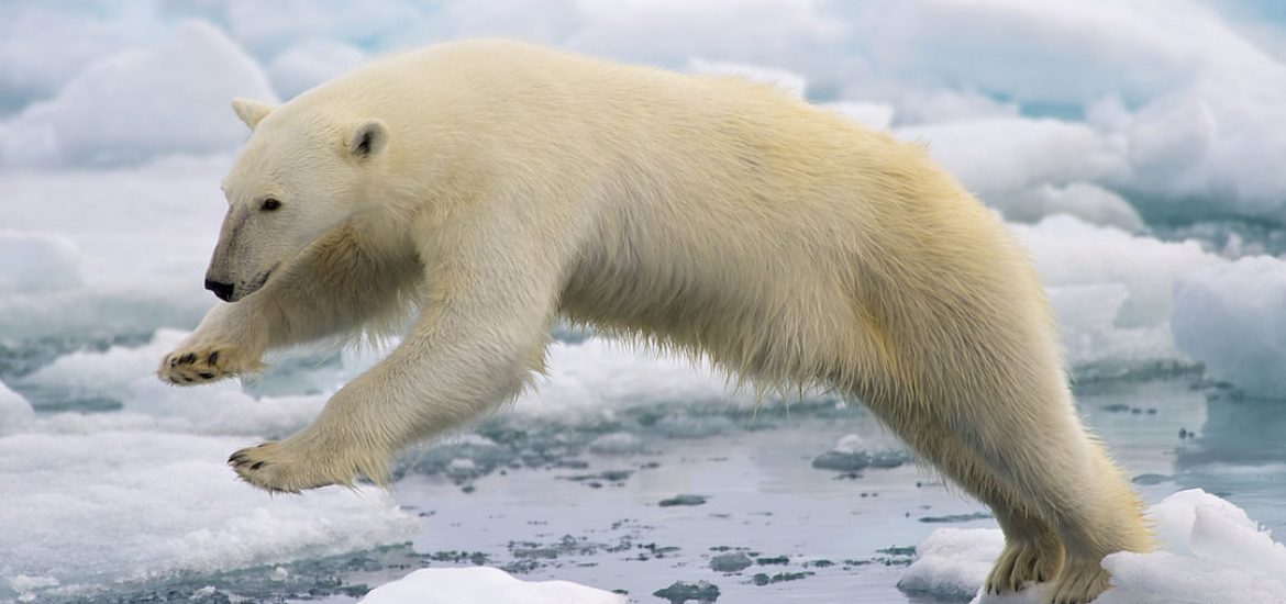Russia risks Arctic for Indian coal exports