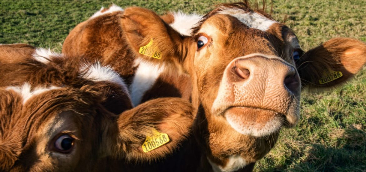Humans behind far higher methane emissions than thought: study