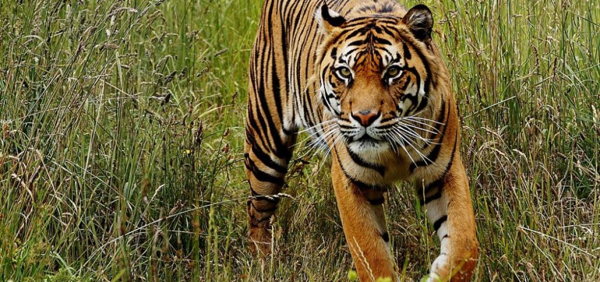 EU biofuel policy faces palm oil backlash from Indonesia