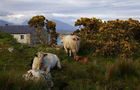 Ireland eyes ‘green’ gas to cut emissions 