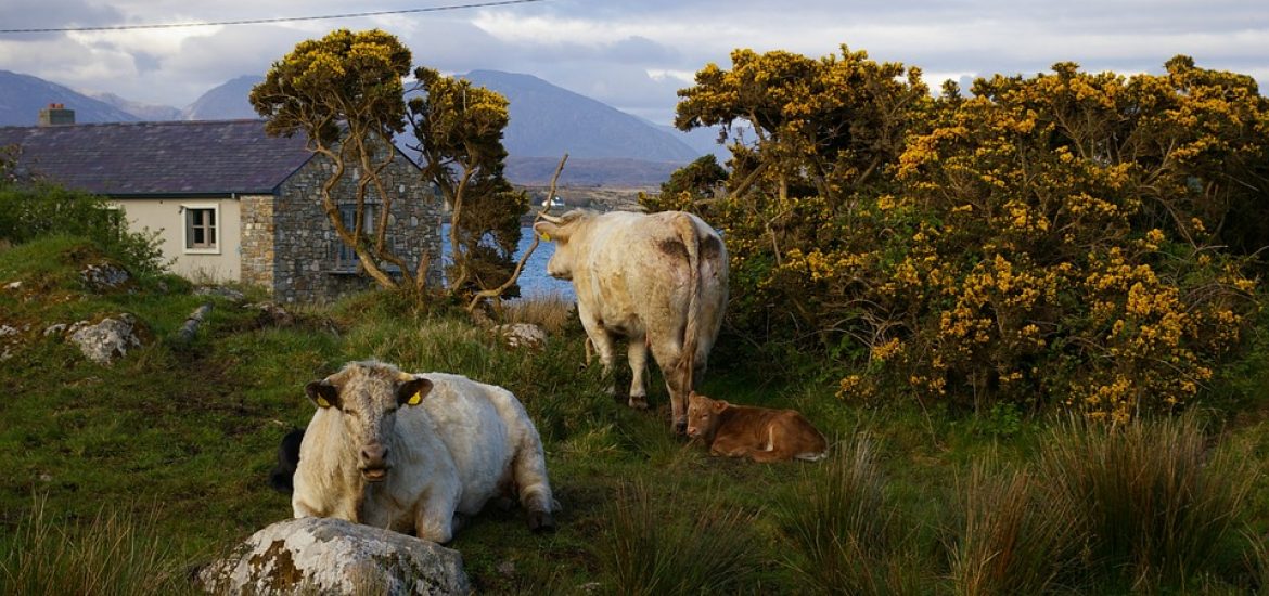 Ireland eyes ‘green’ gas to cut emissions