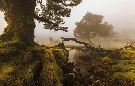 Portugal biomass subsidy to address fire threat