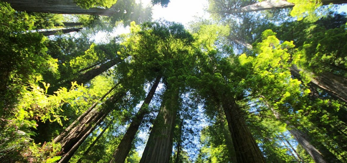 Scholars blast EU climate directive