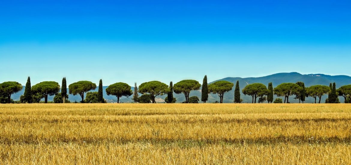 EU biodiesel sector faces cheap imports